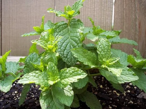 Menthe Marocaine comment planter ?